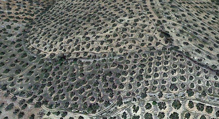 El ‘Proyecto Mochuelo’ acerca la tecnología del dron al olivar
