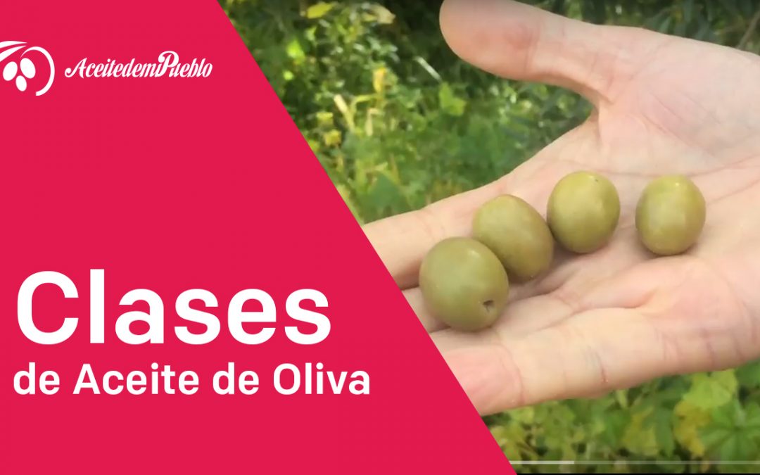 Clases de Aceite de Oliva «Video»