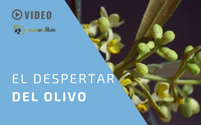 EL DESPERTAR DEL OLIVO